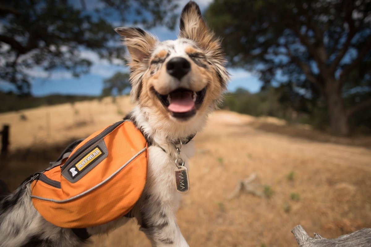 Рюкзак с котятами