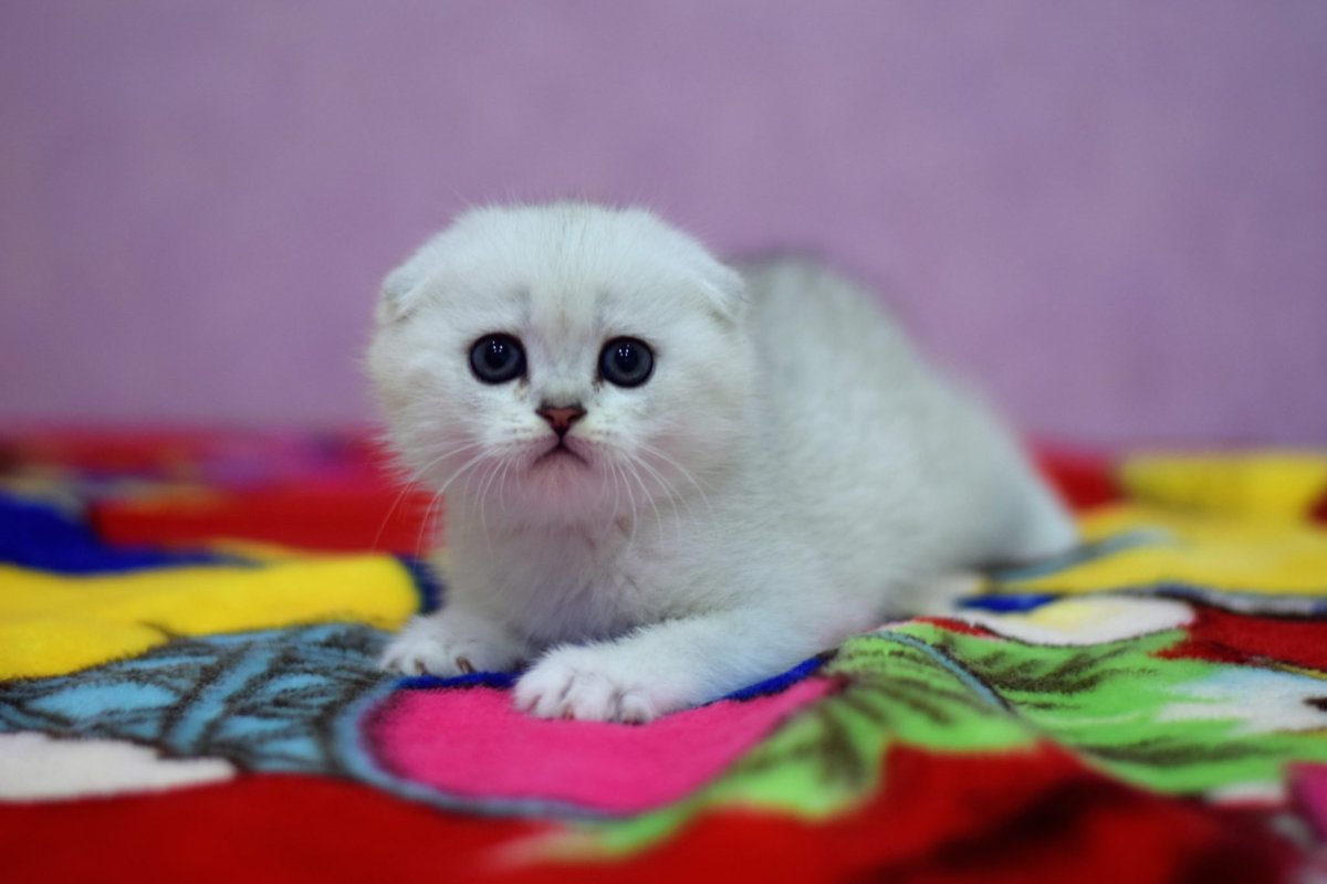 Шотландский вислоухий котенок шиншилла серебристая отзывы