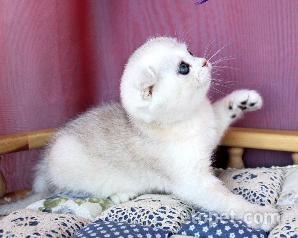 Белая вислоухая шиншилла