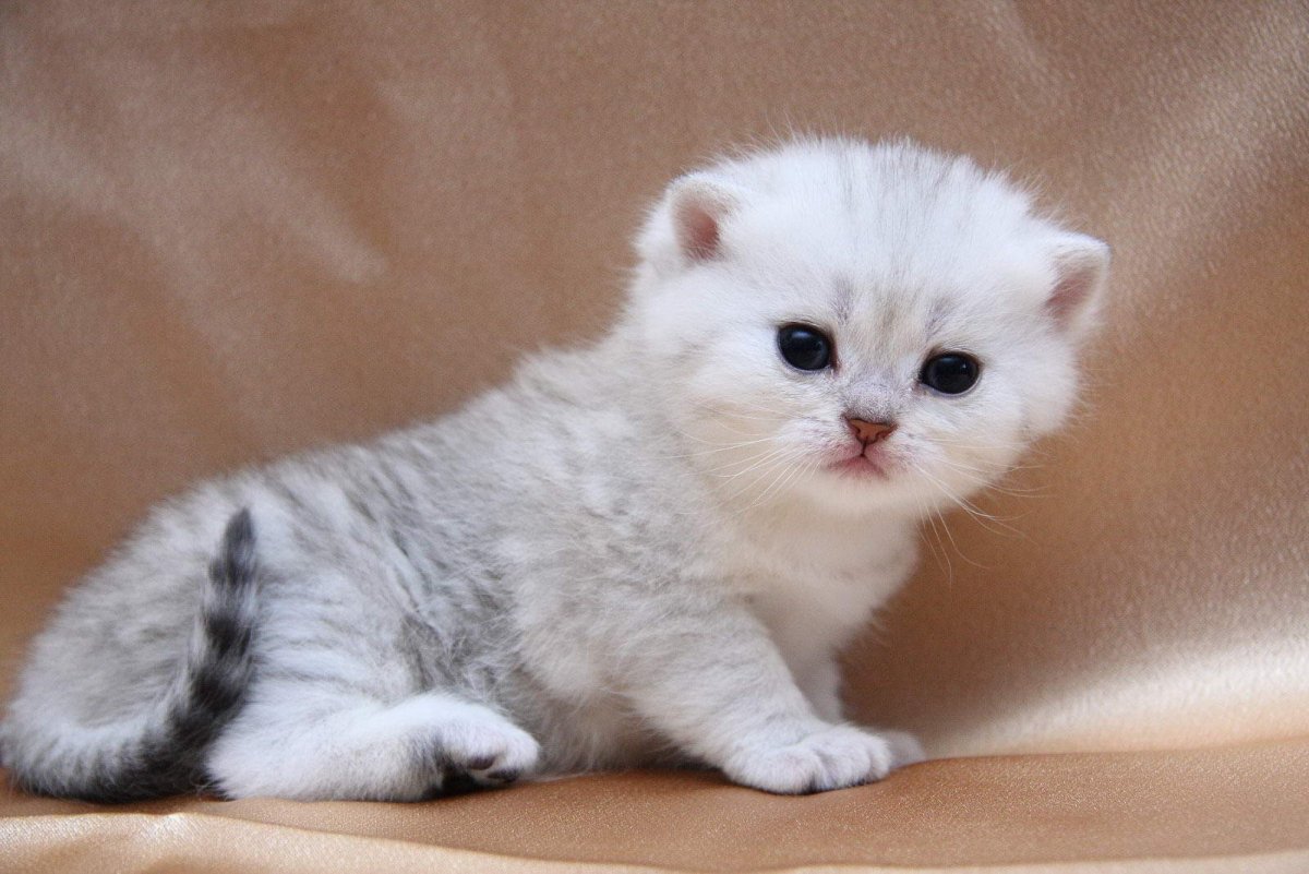 Британская шиншилла серебристая затушеванная