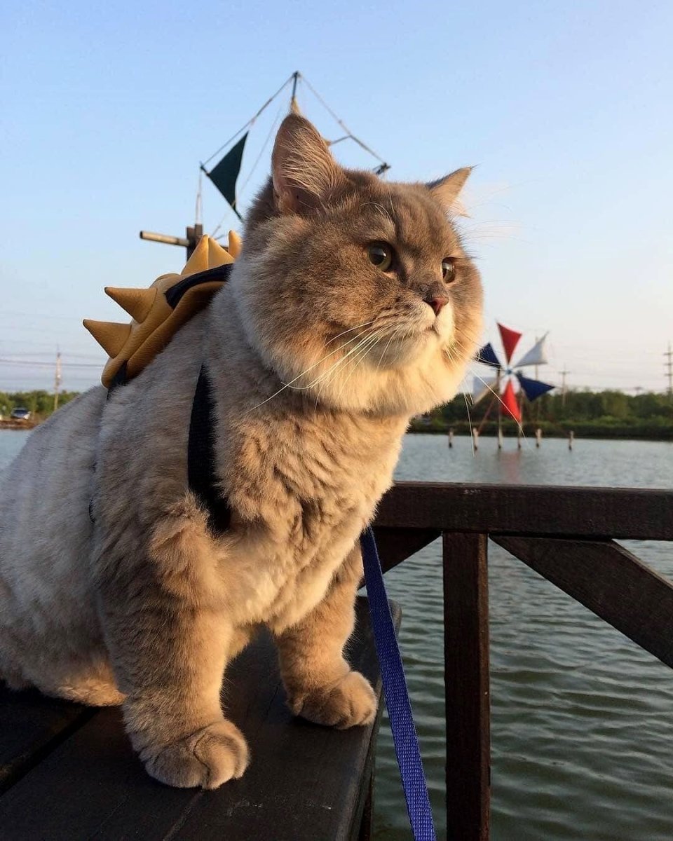 Кот путешественник