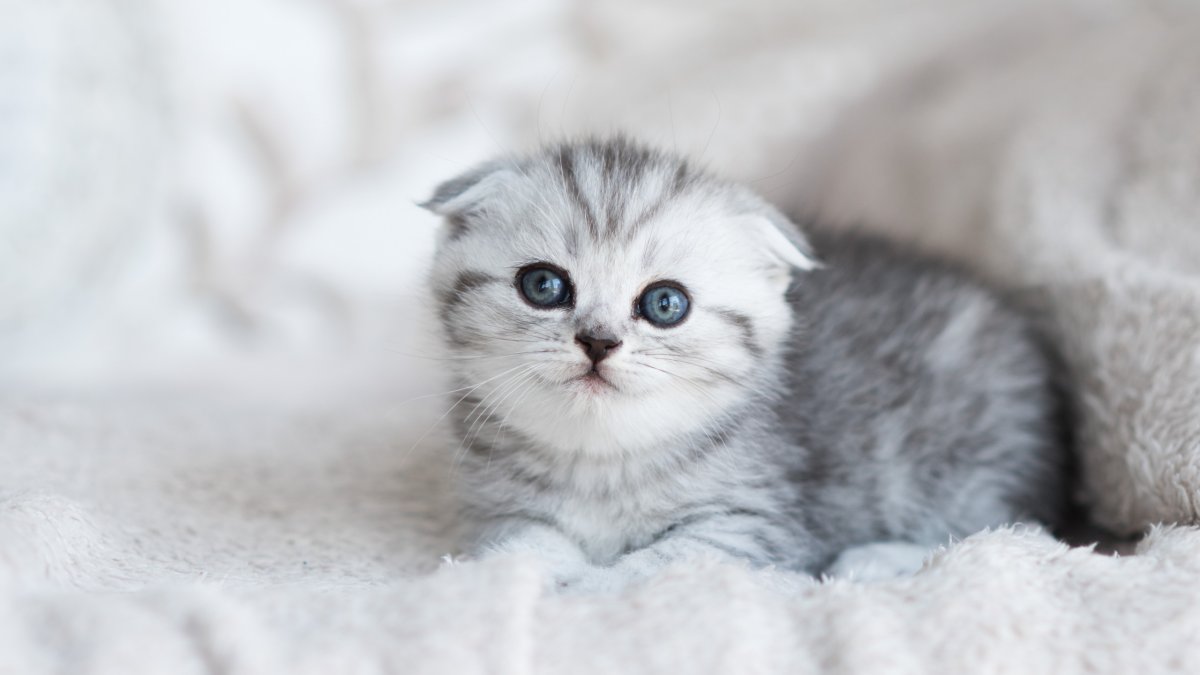 Шотландская шиншилла табби