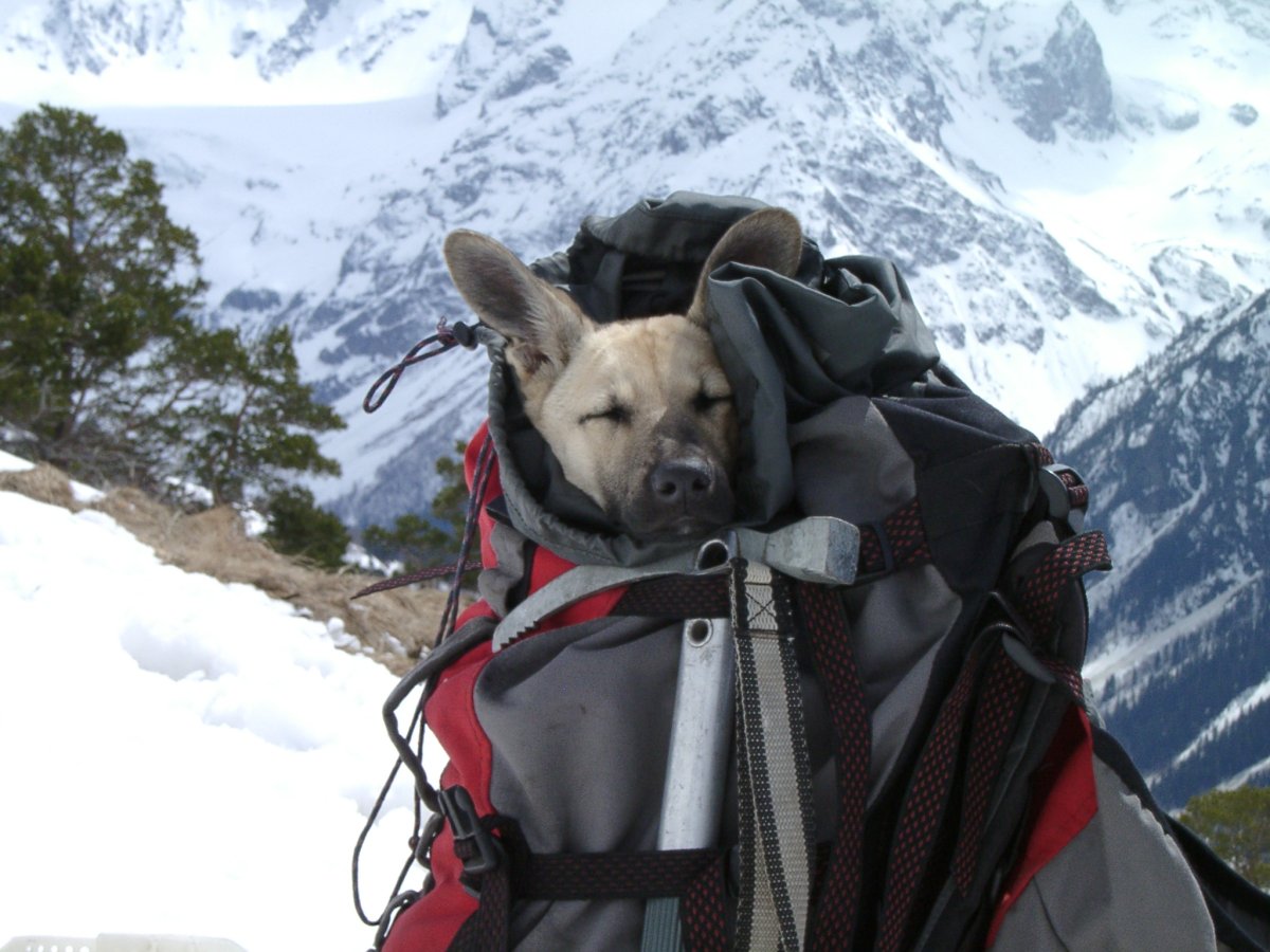 Уютный котик