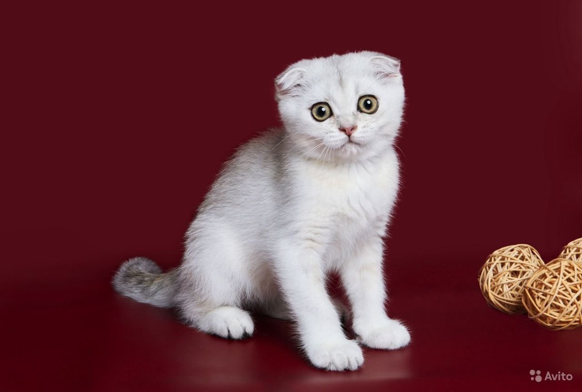 Шотландская вислоухая шиншилла