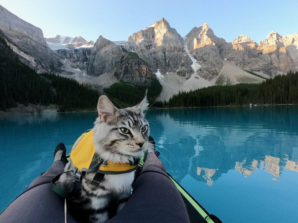 Кот путешественник