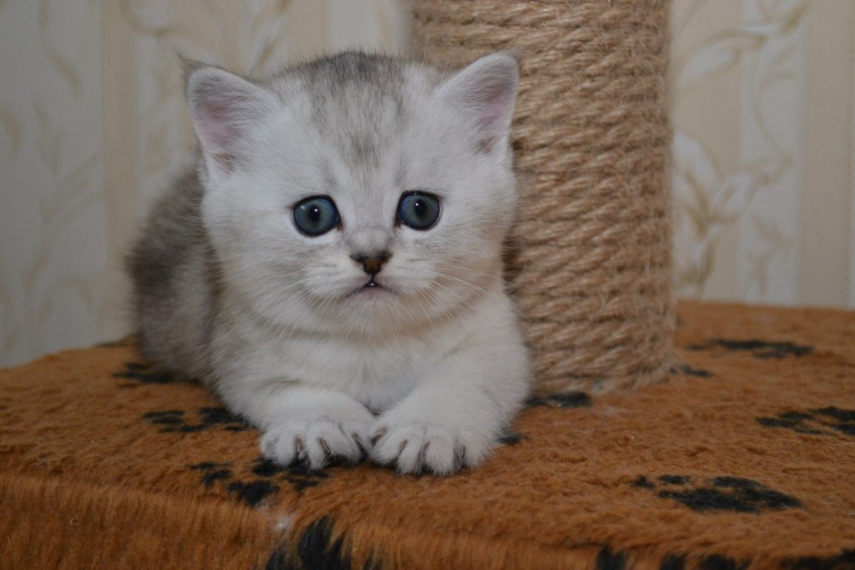 Британская шиншилла белая вислоухая