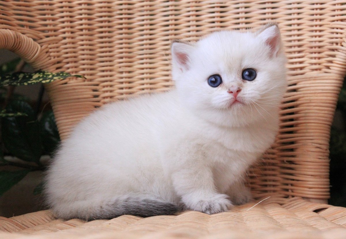 Шотландская шиншилла затушеванная