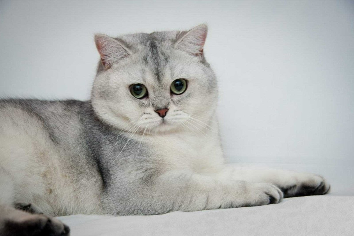 Шотландская вислоухая кошка шиншилла