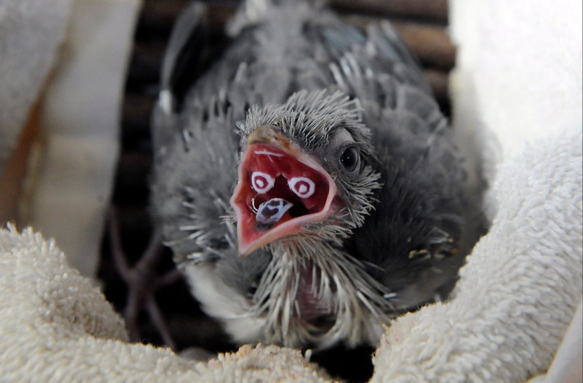 Хохлатая Мадагаскарская Кукушка птенец