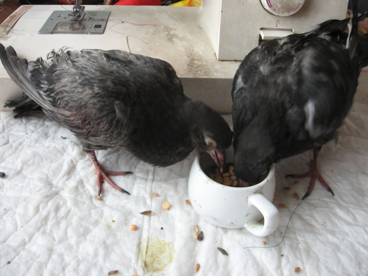 Птенец голубя оперившийся