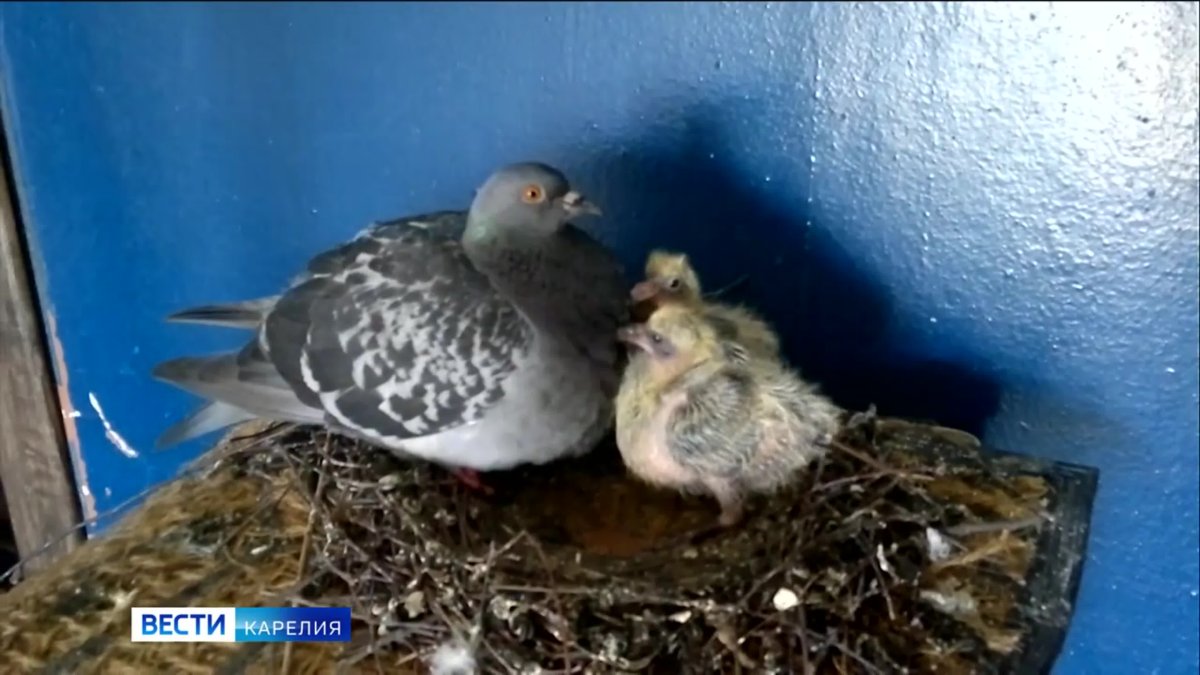 Птенец голубя выпал из гнезда