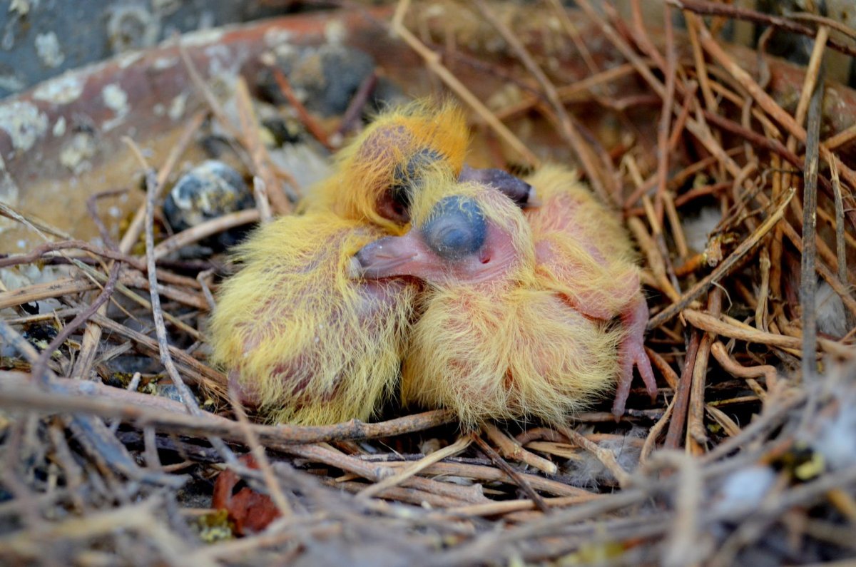 Птенцы домашних голубей