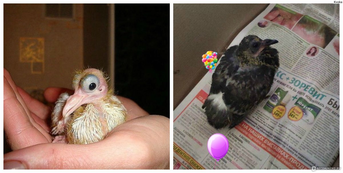 Маленькие голубята птенцы