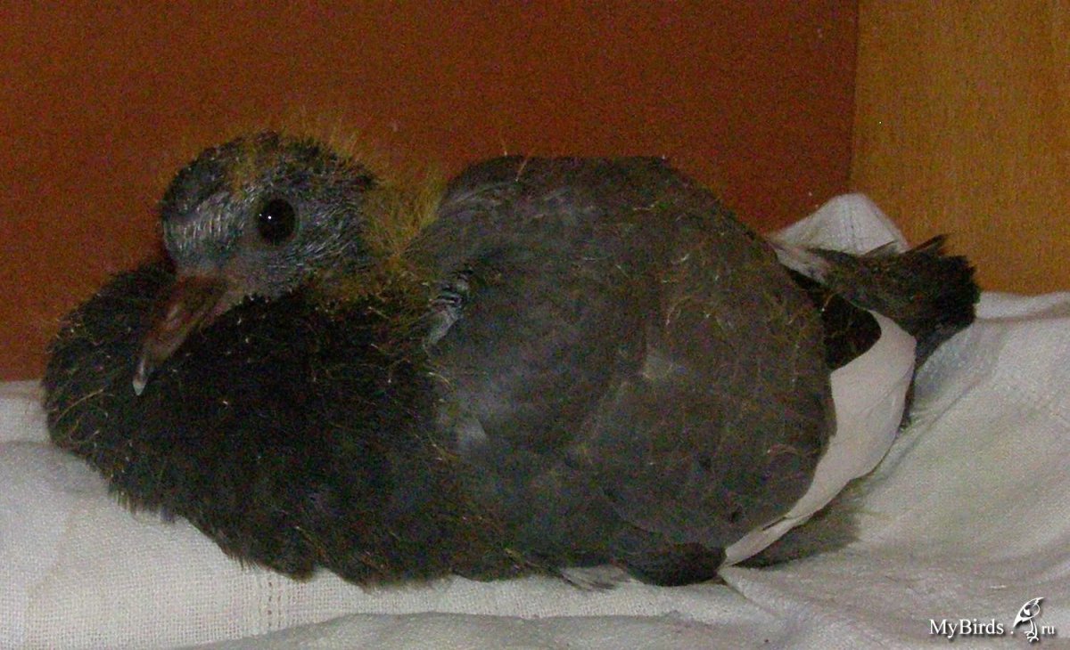 Маленький голубь птенец