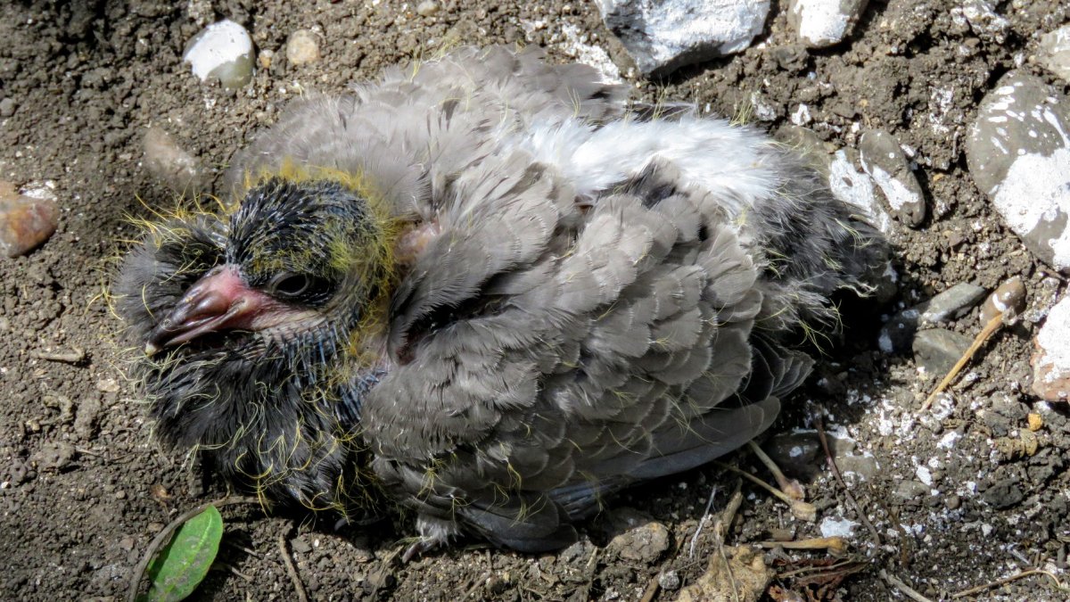 Птенец странствующего голубя