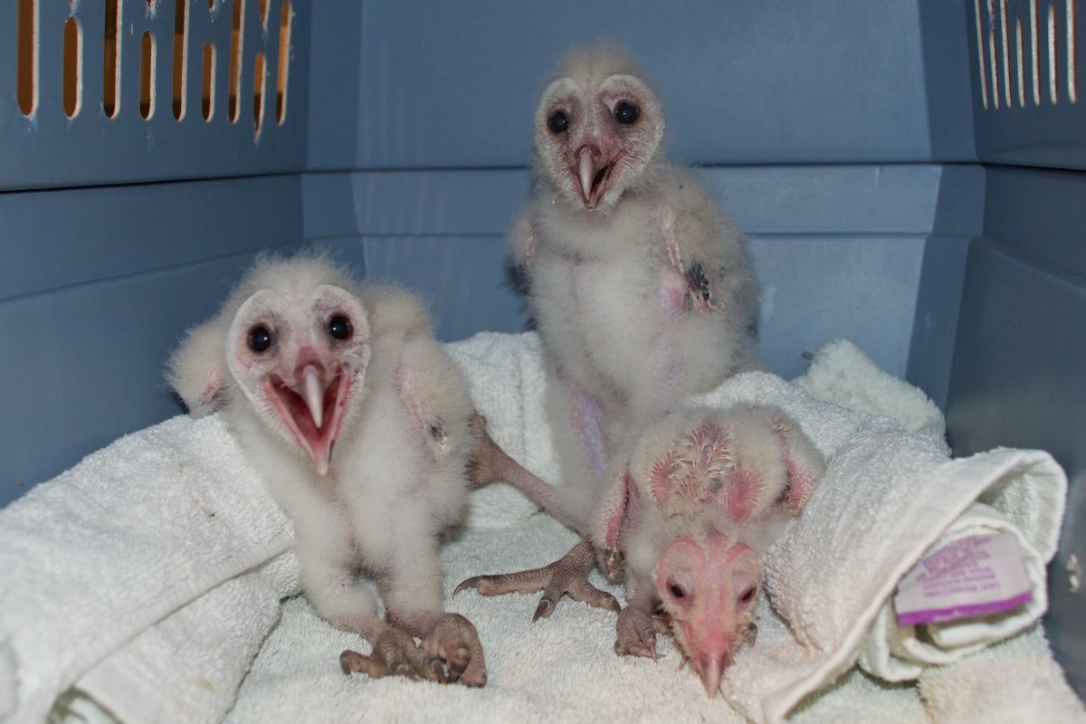 Птенец вылупляется в гнезде