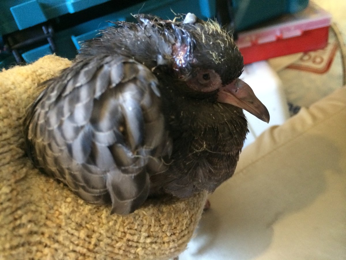 Новорожденные птенцы голубя с перьями