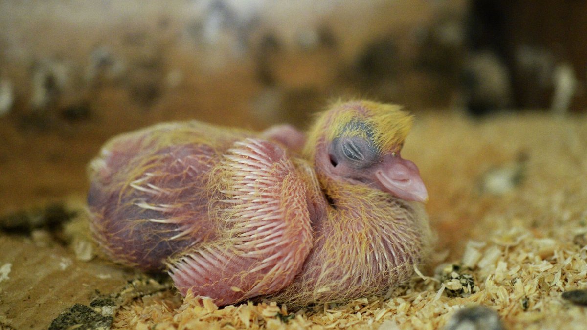 Новорожденный птенец горлицы