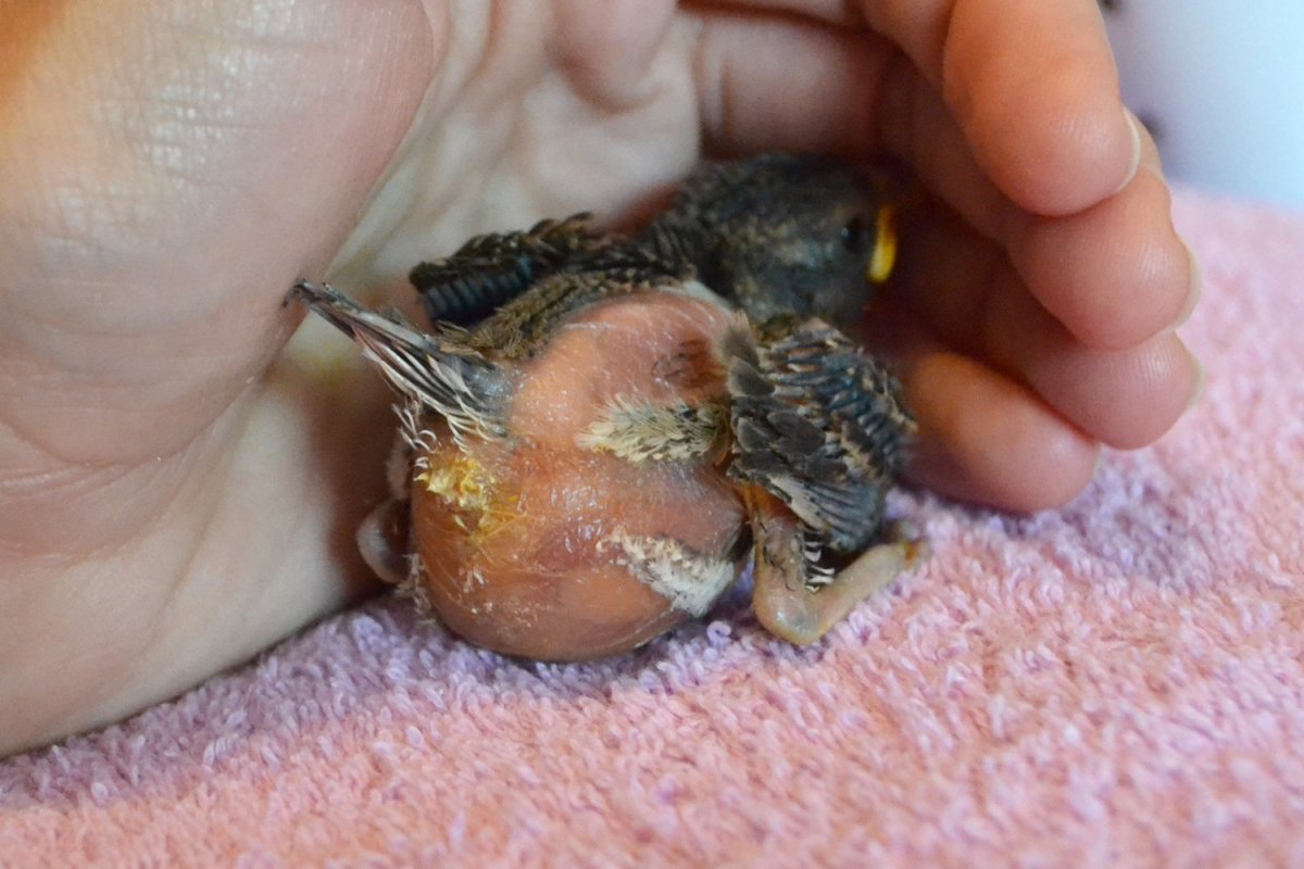 Птенцам 1 день