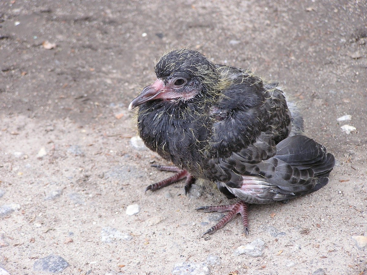 Птенец голубя слеток