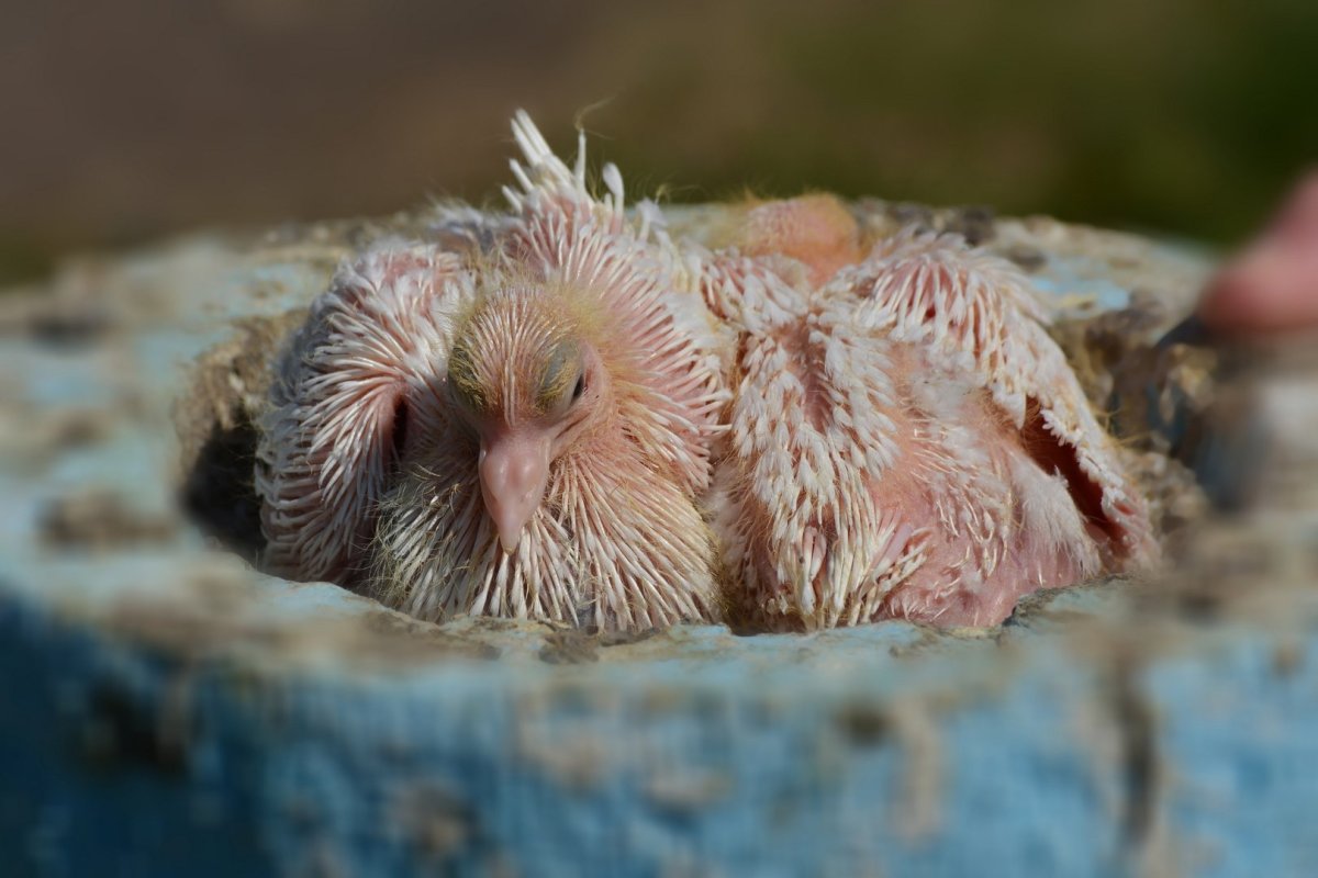 Птенец горлицы