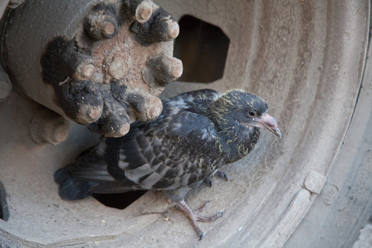 Птенцы амадинов зебровых