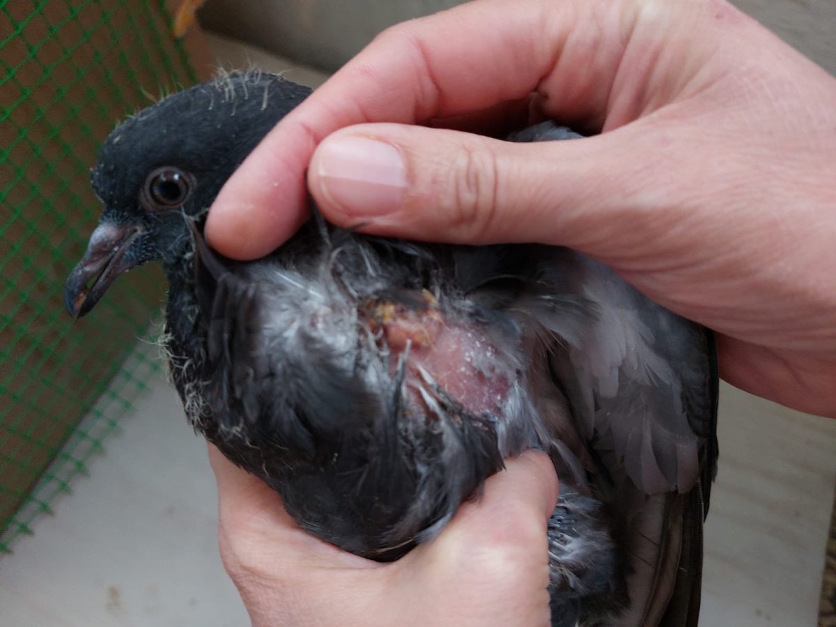 Голубка с голубенком