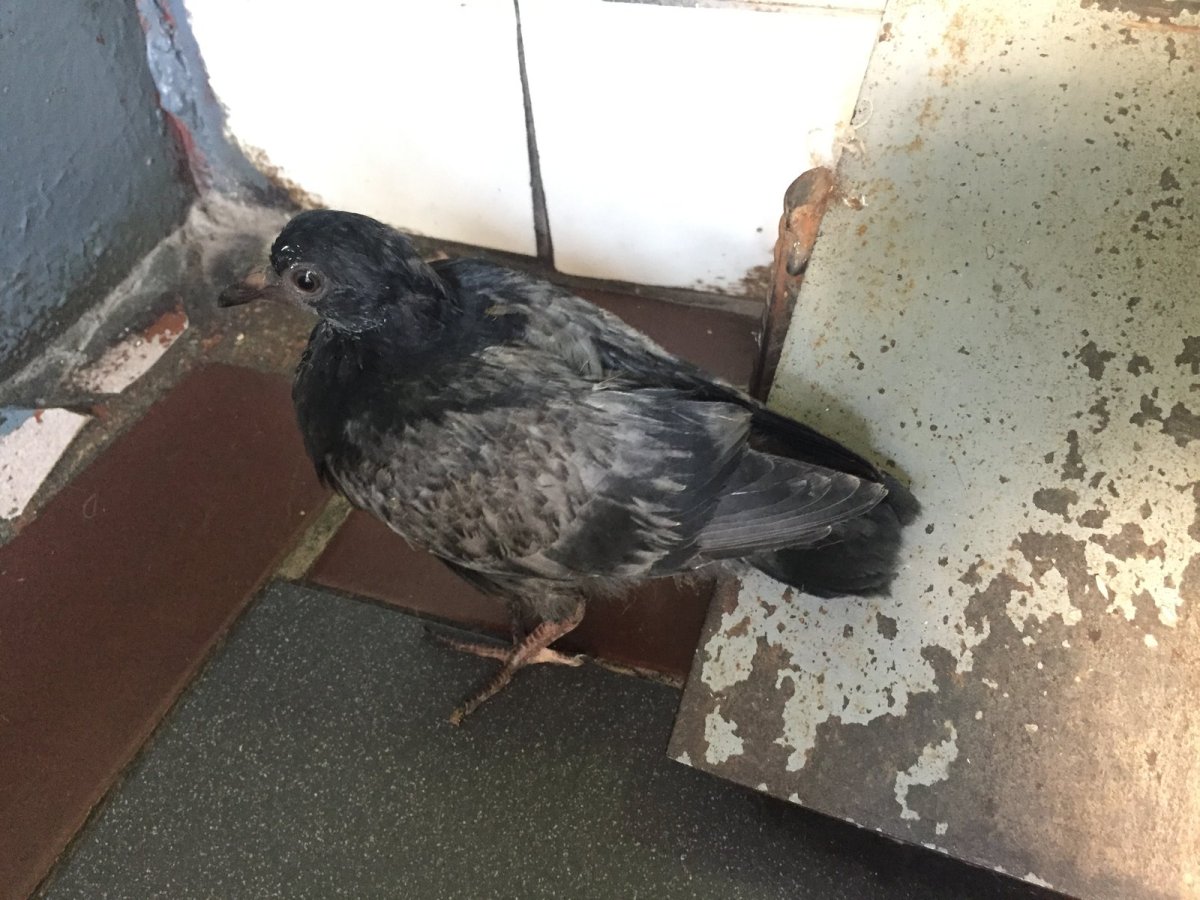 Яйца и птенцы голубей