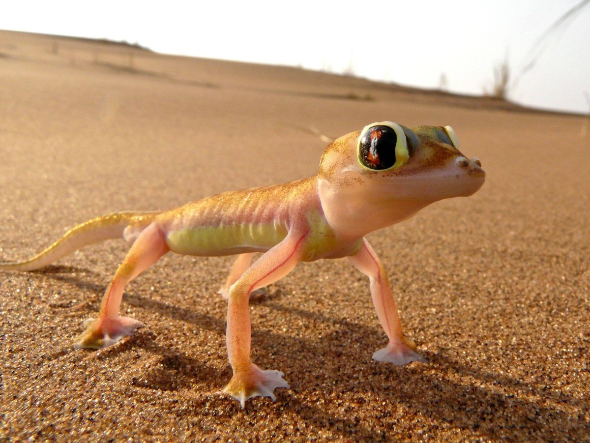 Фауна пустыни Намиб