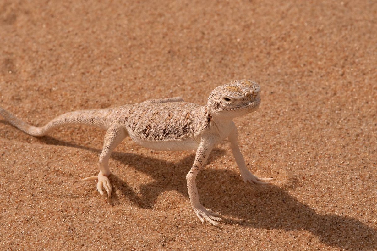Ящерица агама в пустыне