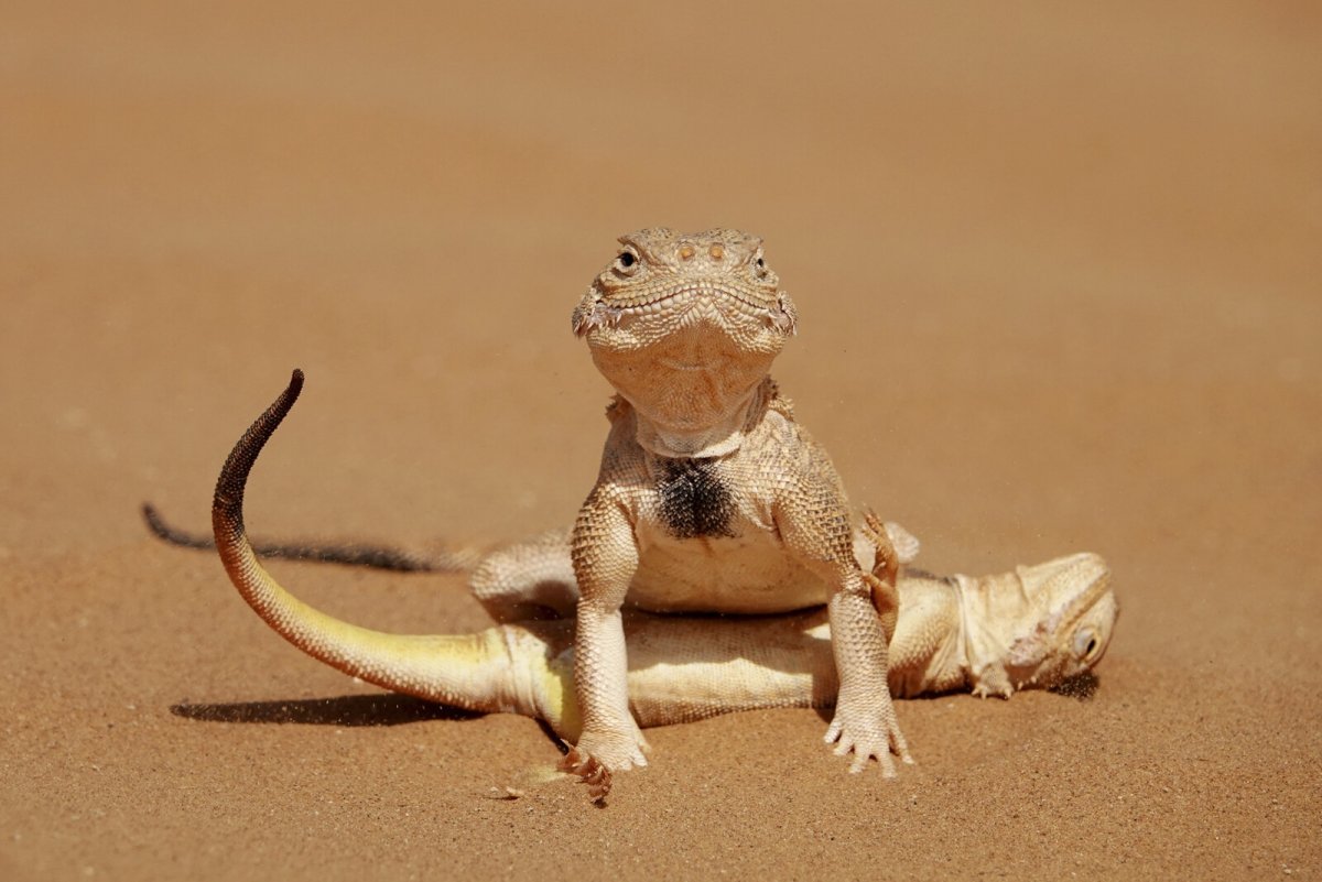 Пустынная ящерица круглоголовка
