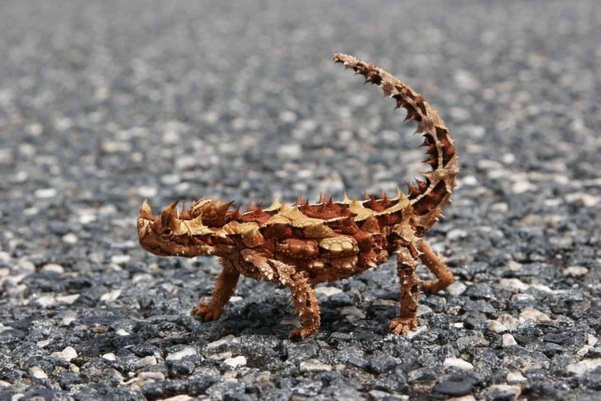 Ящерицы Австралии Молох