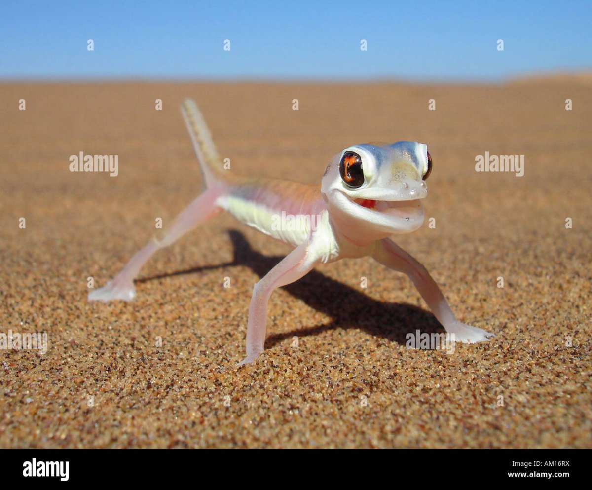 Геккон Намиб