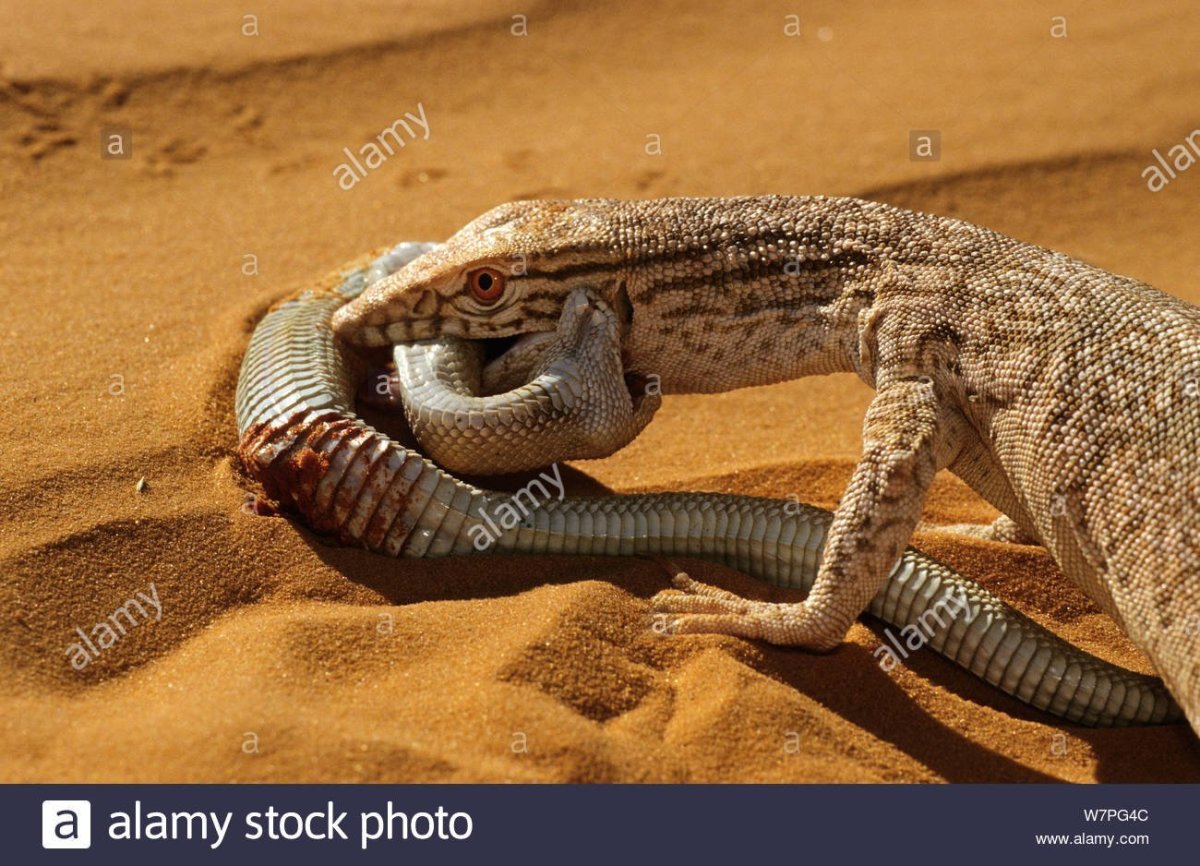 Туркменский Варан