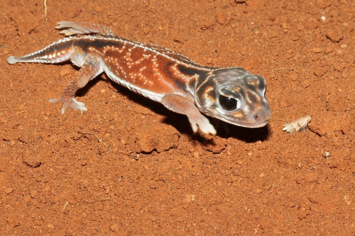 Геккон мадагаскарский Земляной раскрашенный