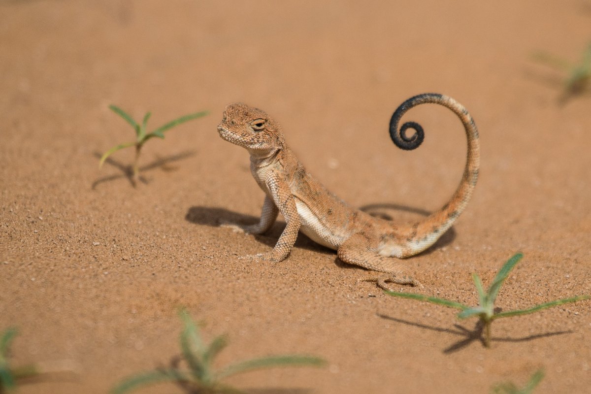 Ящерица круглоголовка вертихвостка