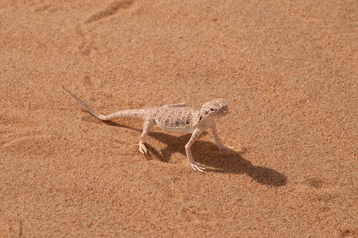 Ящерица агама в пустыне