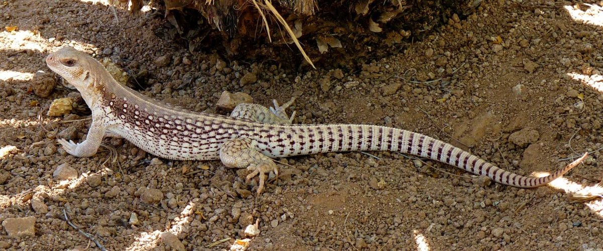 Скалистая игуана