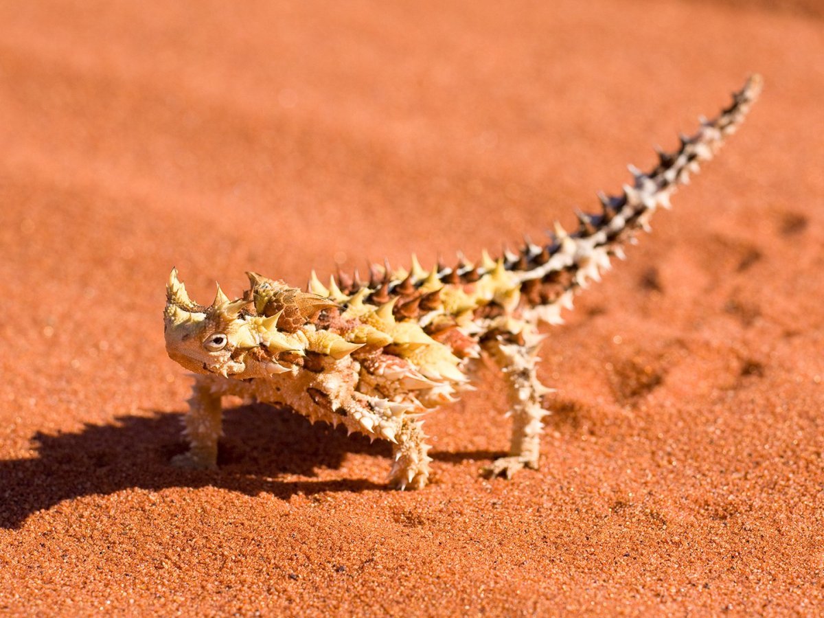 Животные пустыни Молох ящерица