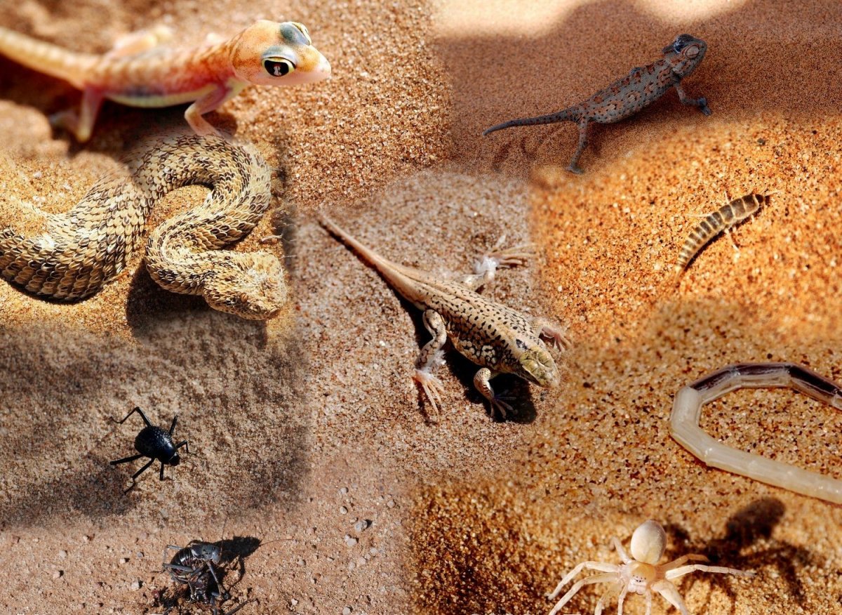 Пресмыкающиеся пустыни России