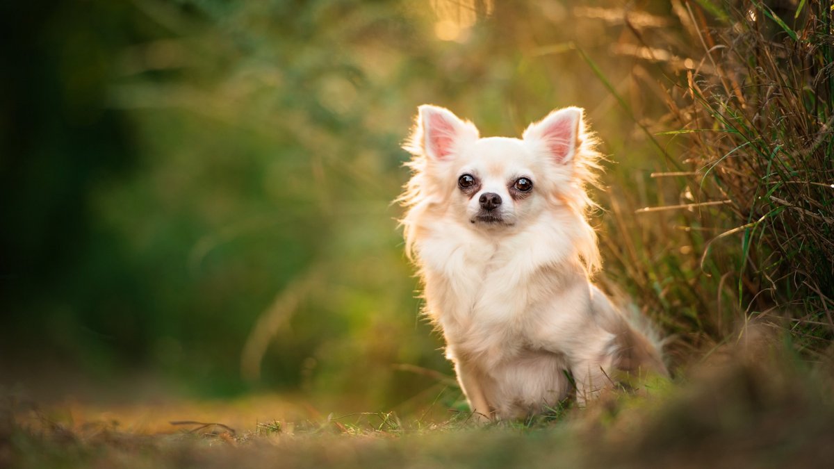 Королевский чихуахуа длинношерстный