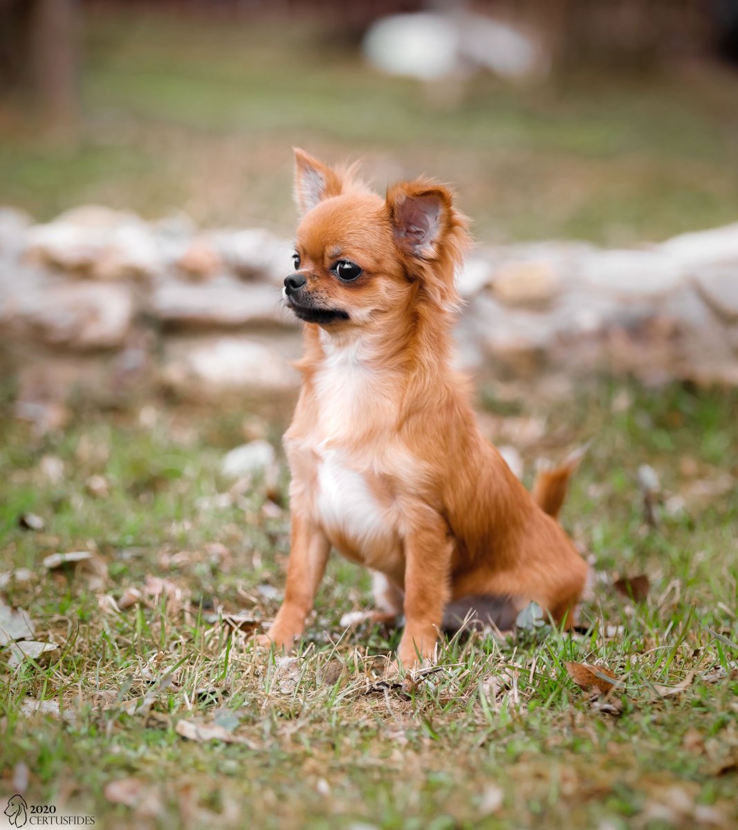 Чихуахуа макси длинношерстный