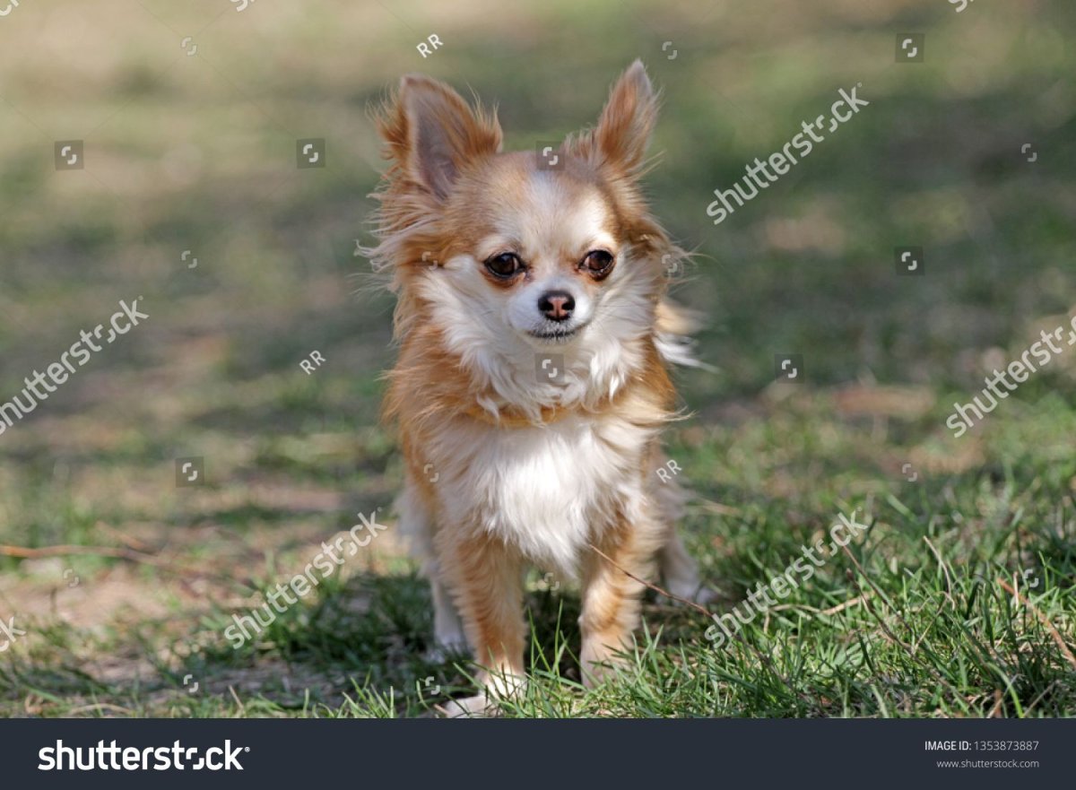 Чихуахуа длинношерстные рыжие