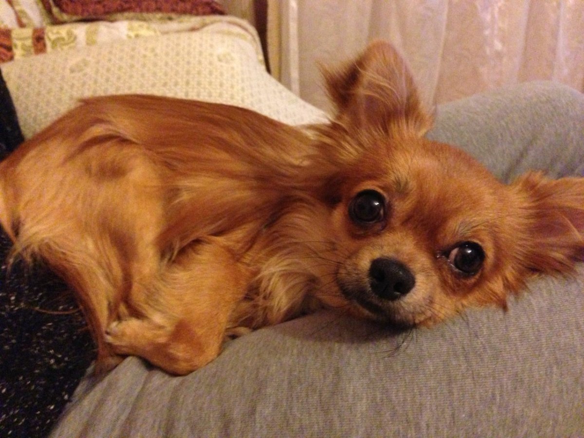 Чихуахуа стандарт длинношерстные