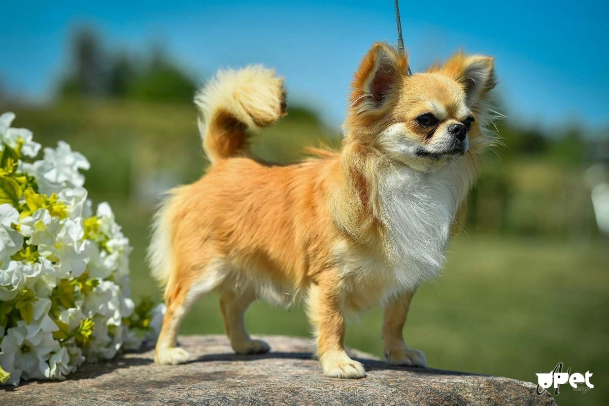 Мексиканский чихуахуа длинношерстный