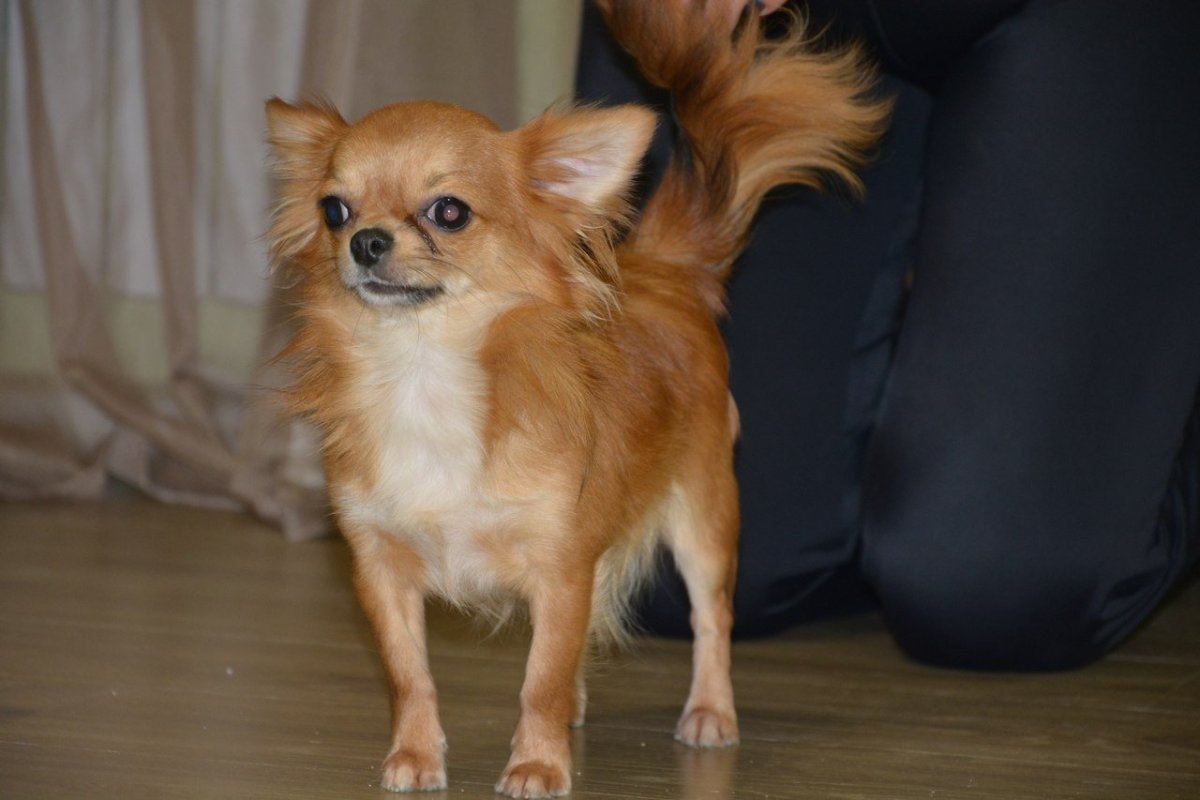 Чихуахуа кобби длинношерстный