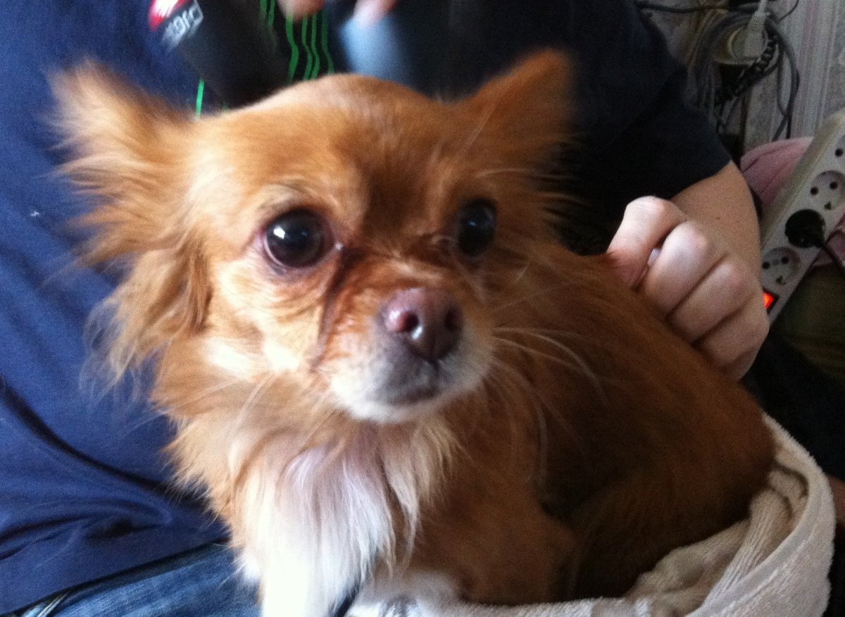 Чихуахуа длинношерстные рыжие