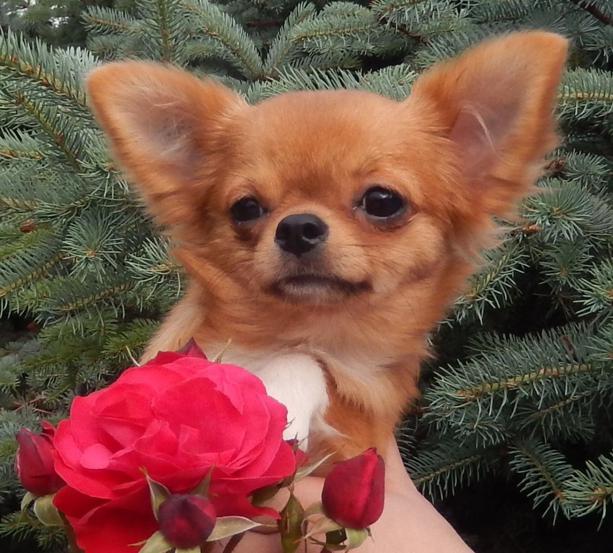 Чихуахуа Голден длинношерстные