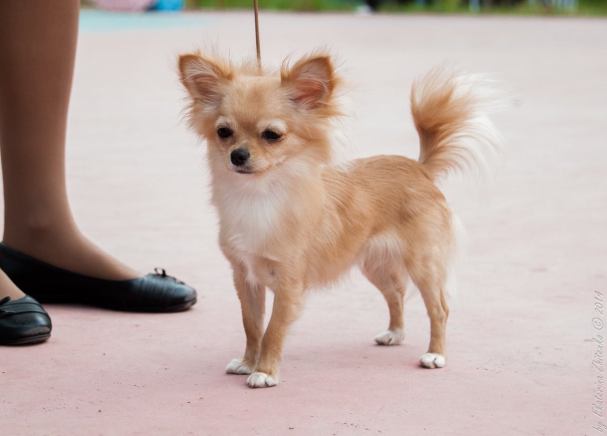 Дикие чихуахуа в природе