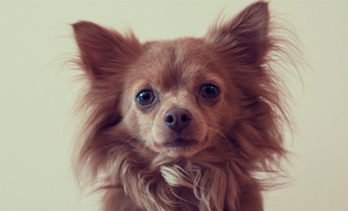 Чихуахуа шивава